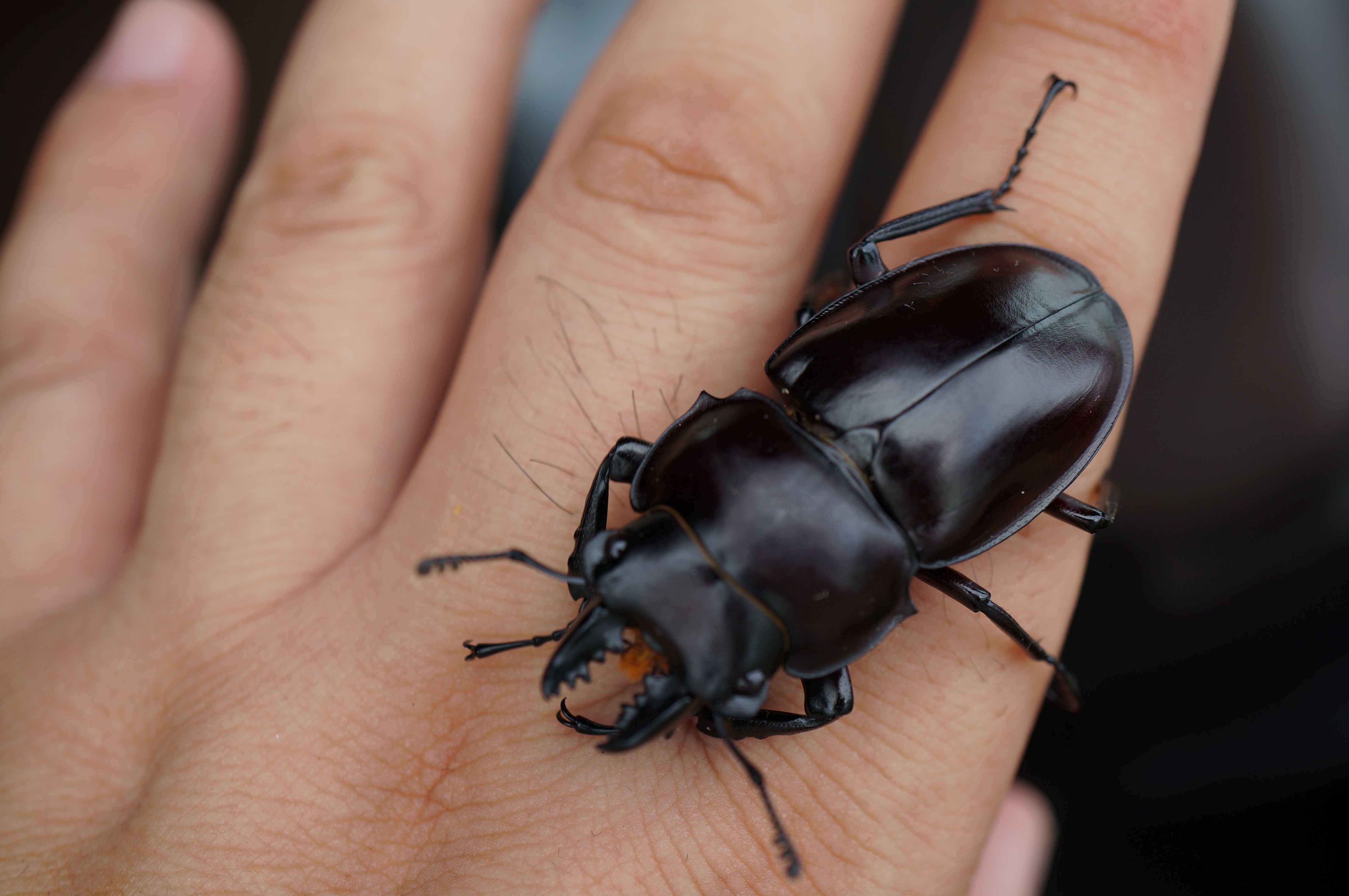 ヤエヤママルバネクワガタ | GreenBreeze