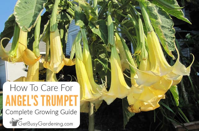 Angel's Trumpet Care Guide: How To Grow Brugmansias - Get Busy