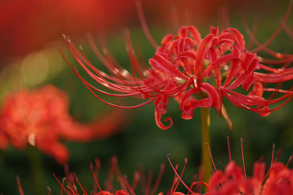 シャープさとボケの両立が見事！ 描写にこだわった中望遠マクロ「SIGMA