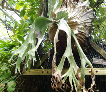 ビカクシダ グランデ 園芸ネット本店｜ビカクシダ（コウモリラン）：グランデ 4号鉢植え の