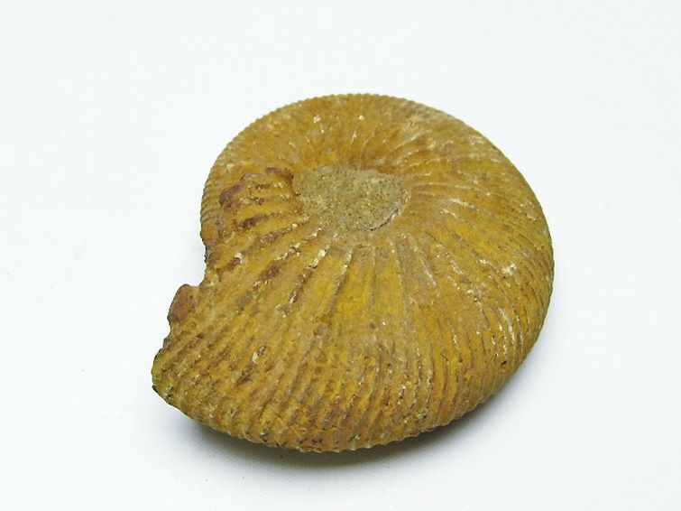 アンモナイト化石[T485-3127]