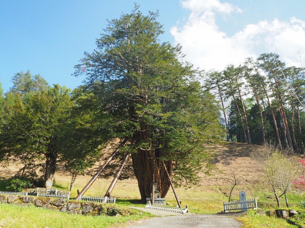 岐阜の木「一位」 | ぎふの木ネット