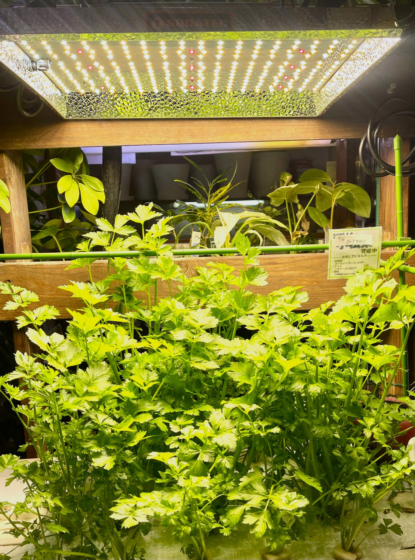 SODATEC】 LED ST-300W | 植物育成灯,SODATEC | Tree people