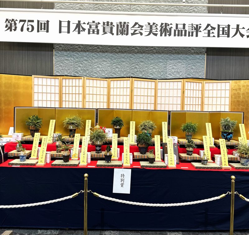 春蘭・富貴蘭WEB通販 三香園 | 富貴蘭全国大会