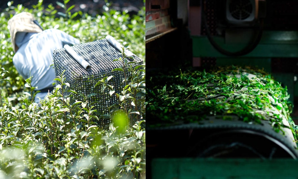 抹茶 小倉山 150g缶 山政小山園 京都 宇治 | 抹茶150g缶 - CHATOWA 茶