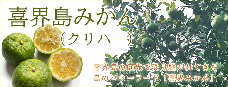 喜界島みかん・花良治みかん袋入り販売開始-2025.10.28