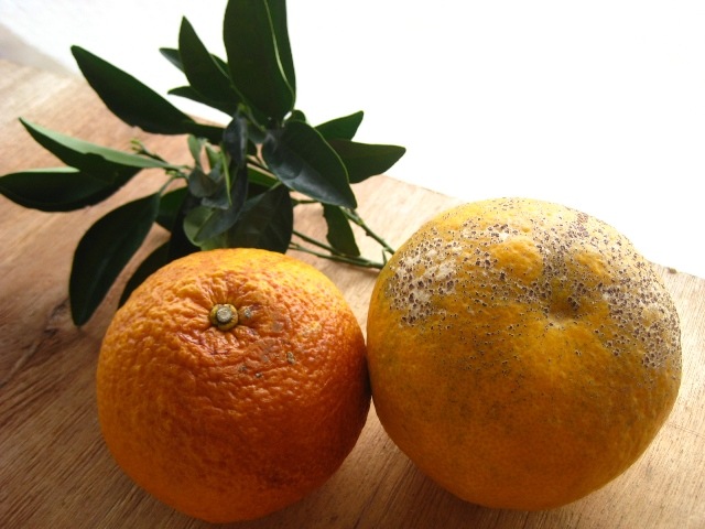 夏みかん｜夏みかん宅配｜夏みかんなら観音山フルーツガーデン