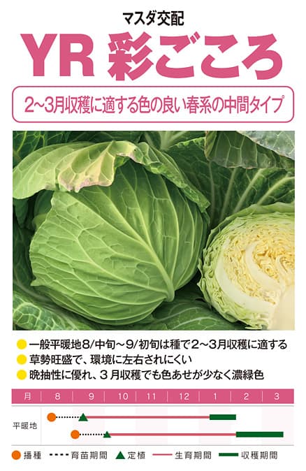 春系キャベツの種なら1925年創業アブラナ科専門 増田採種場
