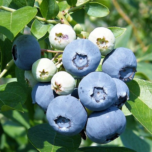 バーノン 【RE系ブルーベリー】2年生苗相当