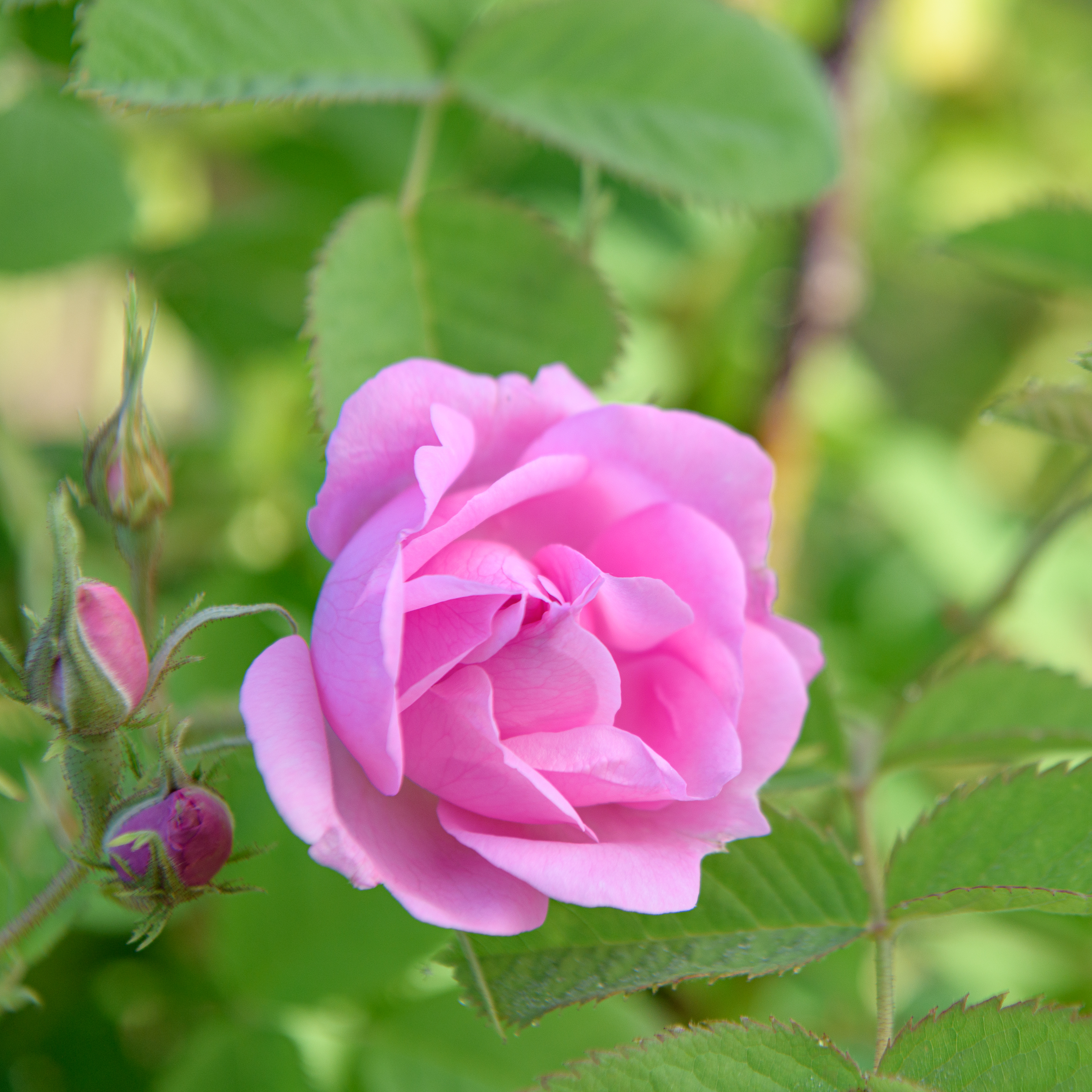 ローズウォーター No.1 ダマスクローズ 100ml | アロマ | Rose Cheek