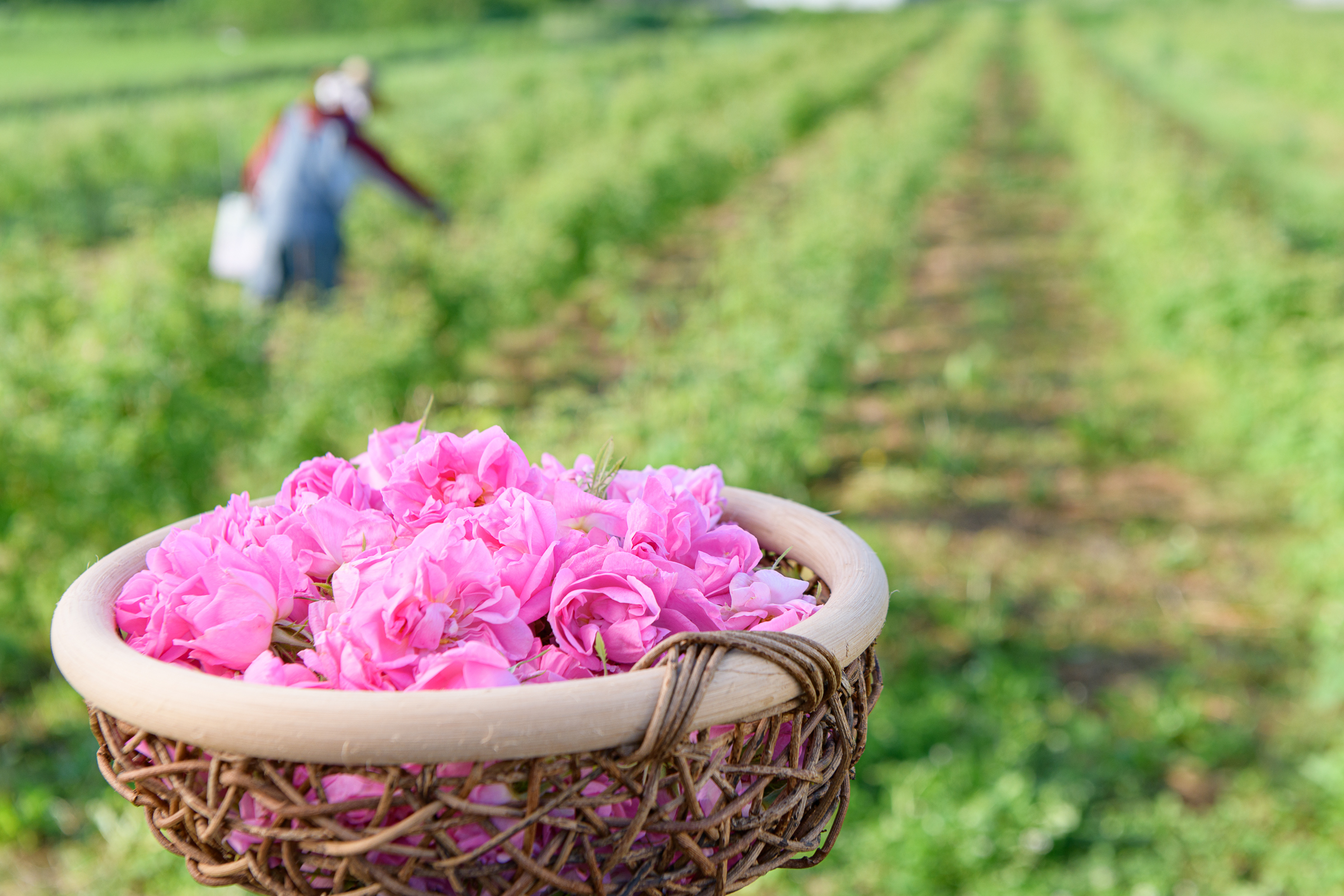 ローズウォーター ダマスクローズ 30ml | アロマ | Rose Cheek