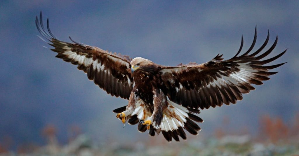 shutterstock_1299789757-1-1-