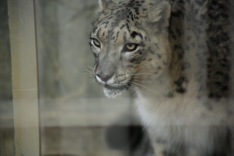 CANON EF75-300mm f4-5.6 iii レビュー:コスパ抜群の望遠ズームレンズ