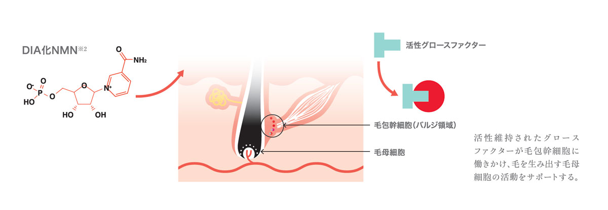 たった数分でボリュームアップ!? 新感覚の頭皮美容液が登場【NMN