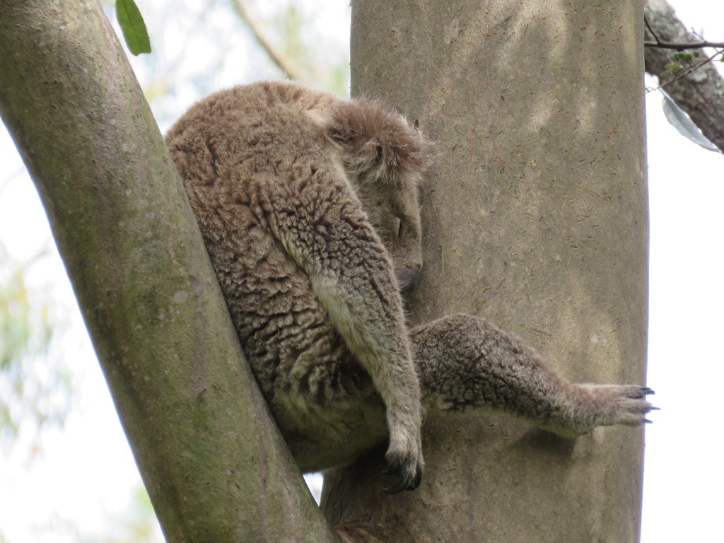 その他 THE KOALA: A Natural History その他 THE KOALA: A Natural