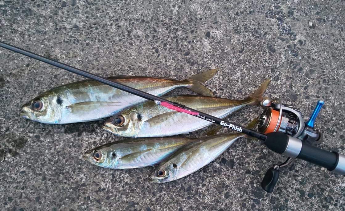 L3アジング報告！ | Go-Phish