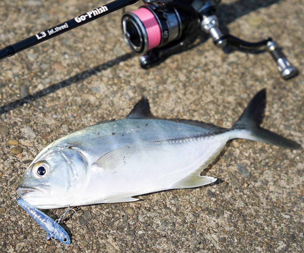 専用であり汎用」 L(el)seriesについて | Go-Phish