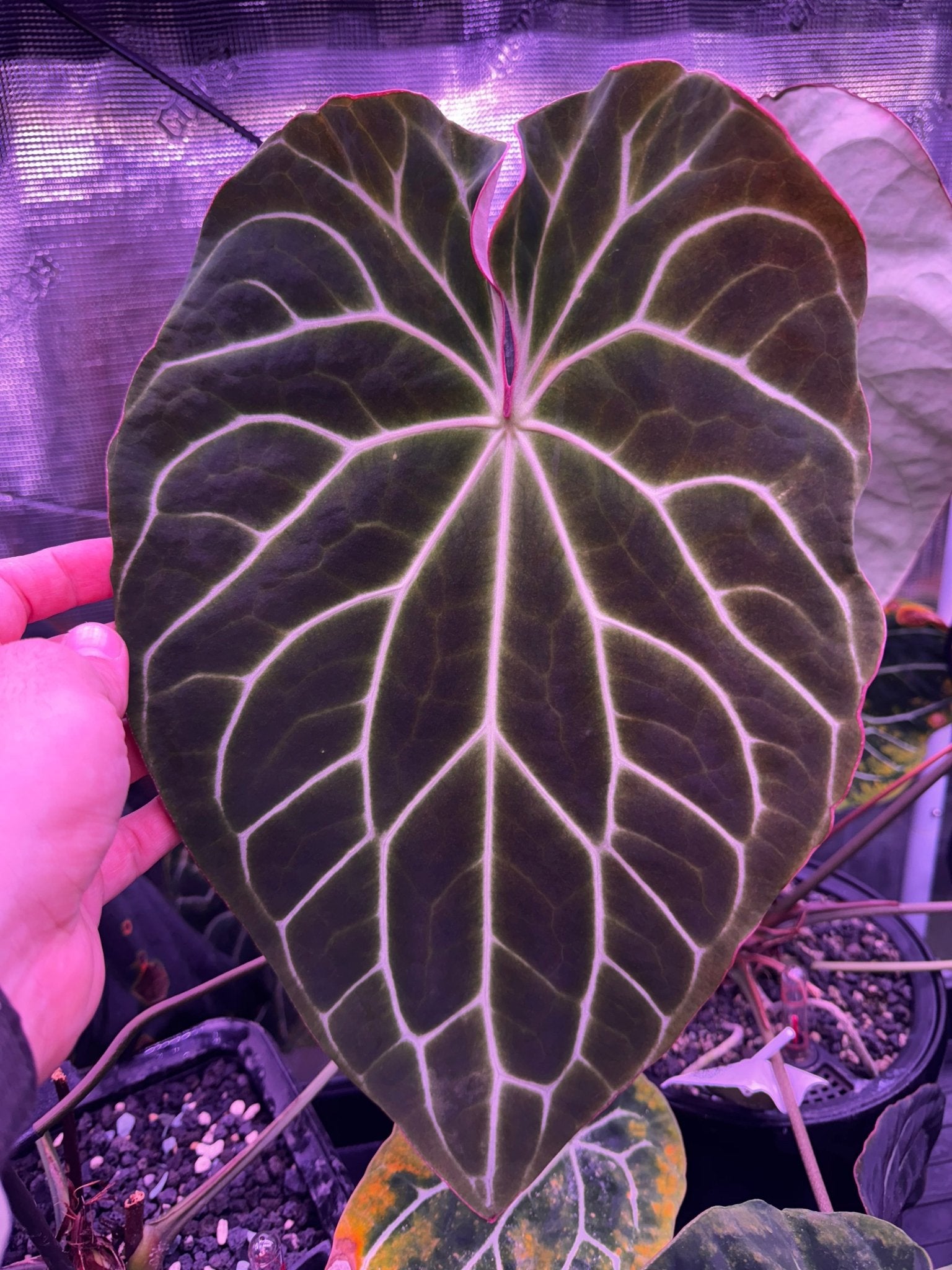 Anthurium Chocolate Crystallinum x Heinz—Germinated Seed