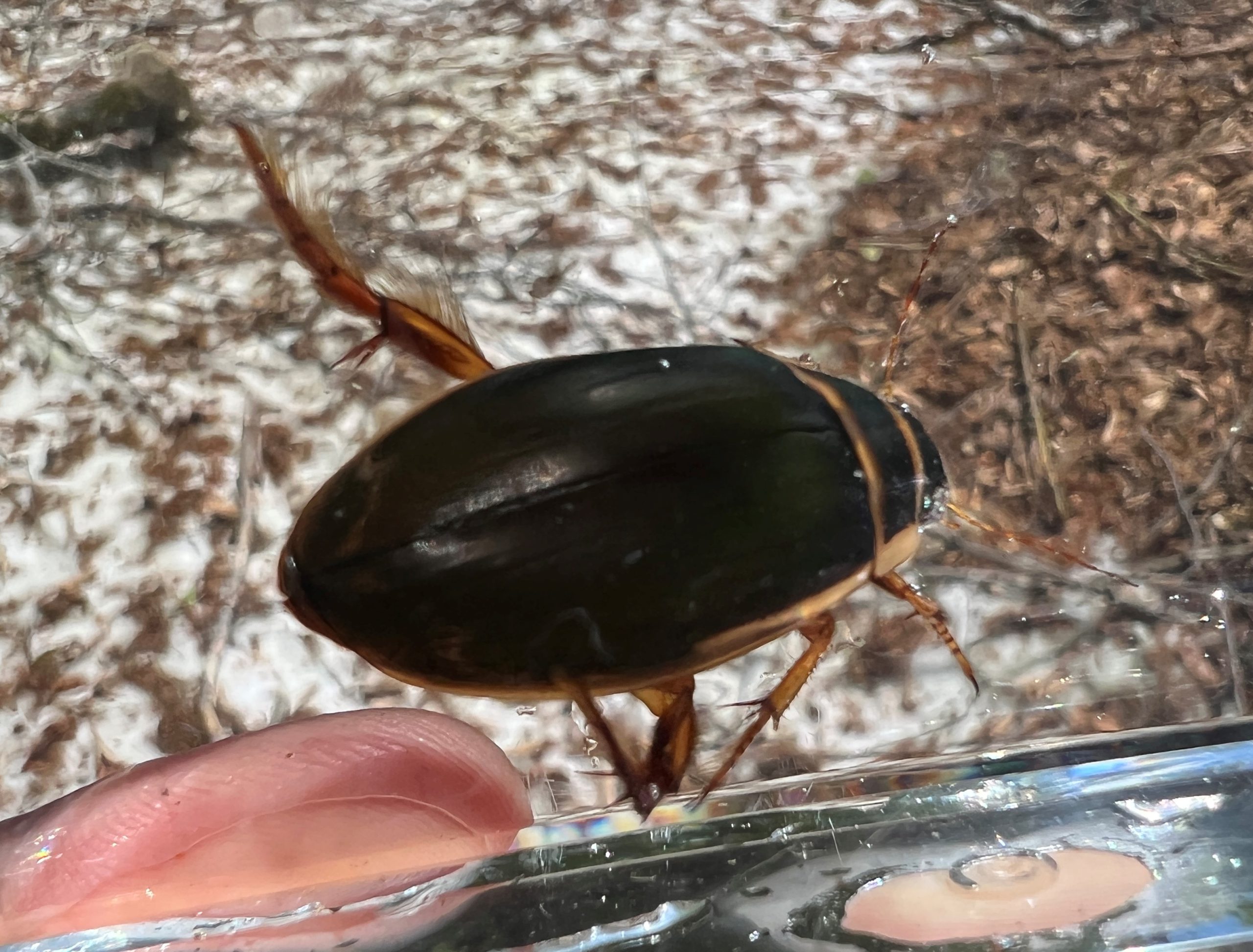 エゾゲンゴロウモドキ | GreenBreeze