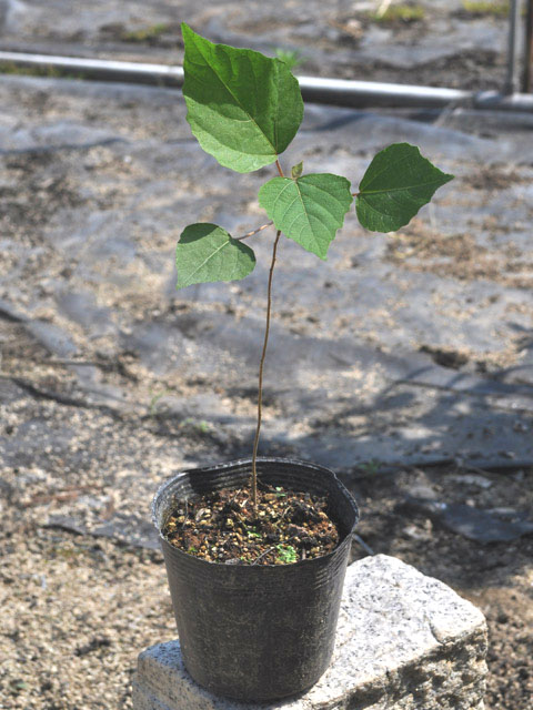 アカメガシワ 苗木 販売 トオヤマグリーン