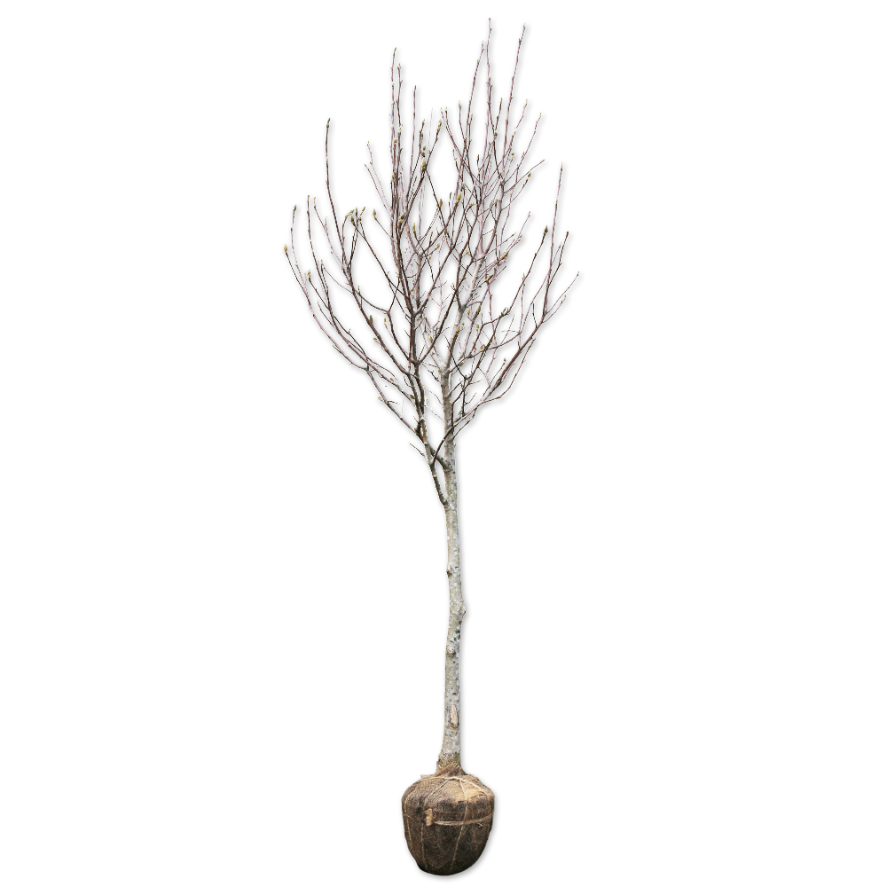 ハクモクレン 苗木 販売 トオヤマグリーン