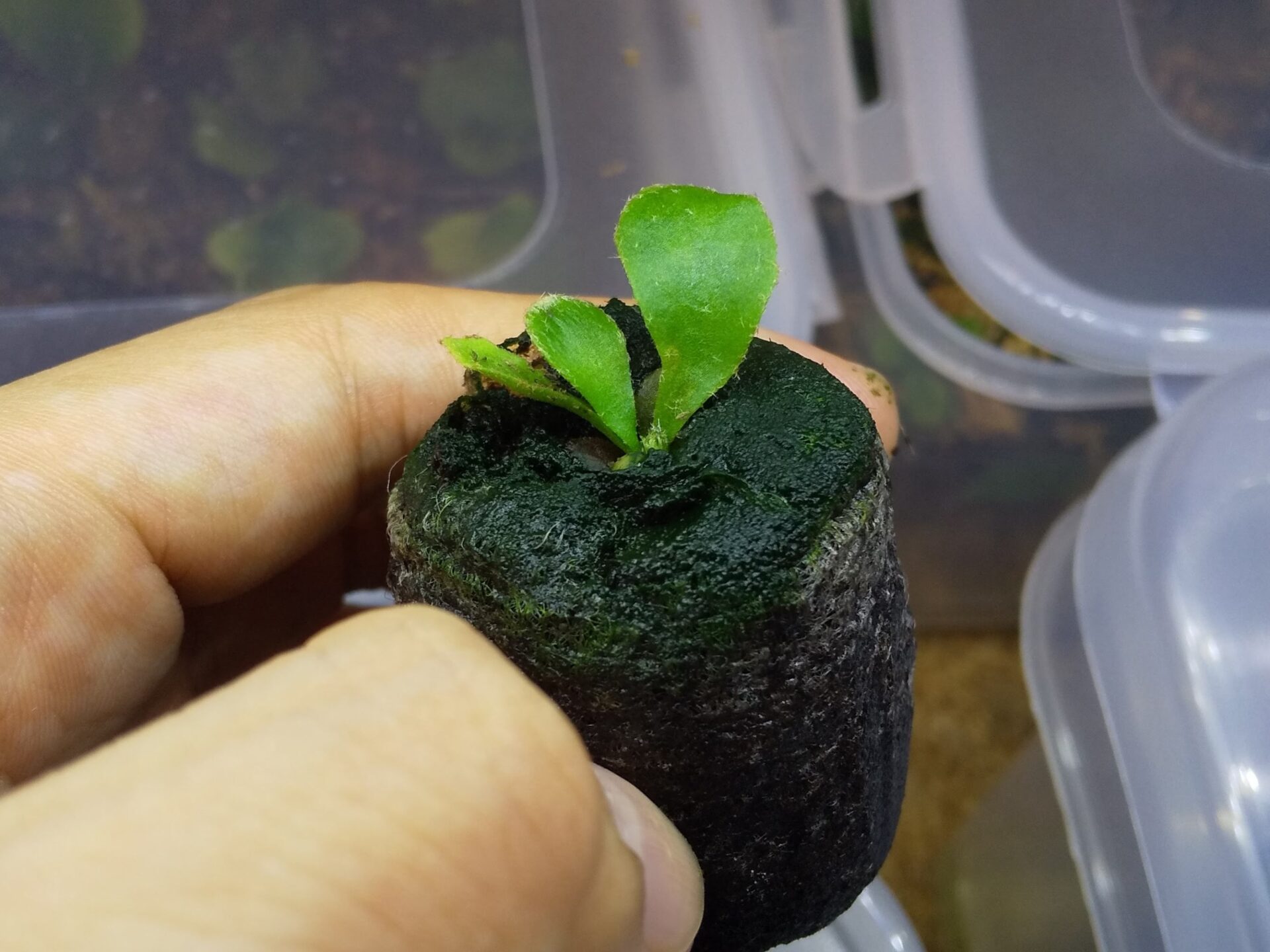 コレを見ればできる！】ビカクシダ胞子から子株まで育成する方法～胞子