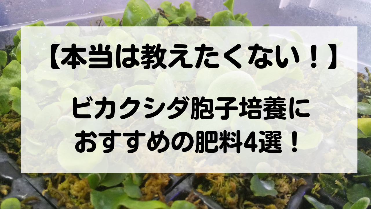 本当は教えたくない！】ビカクシダ胞子培養におすすめの肥料4選