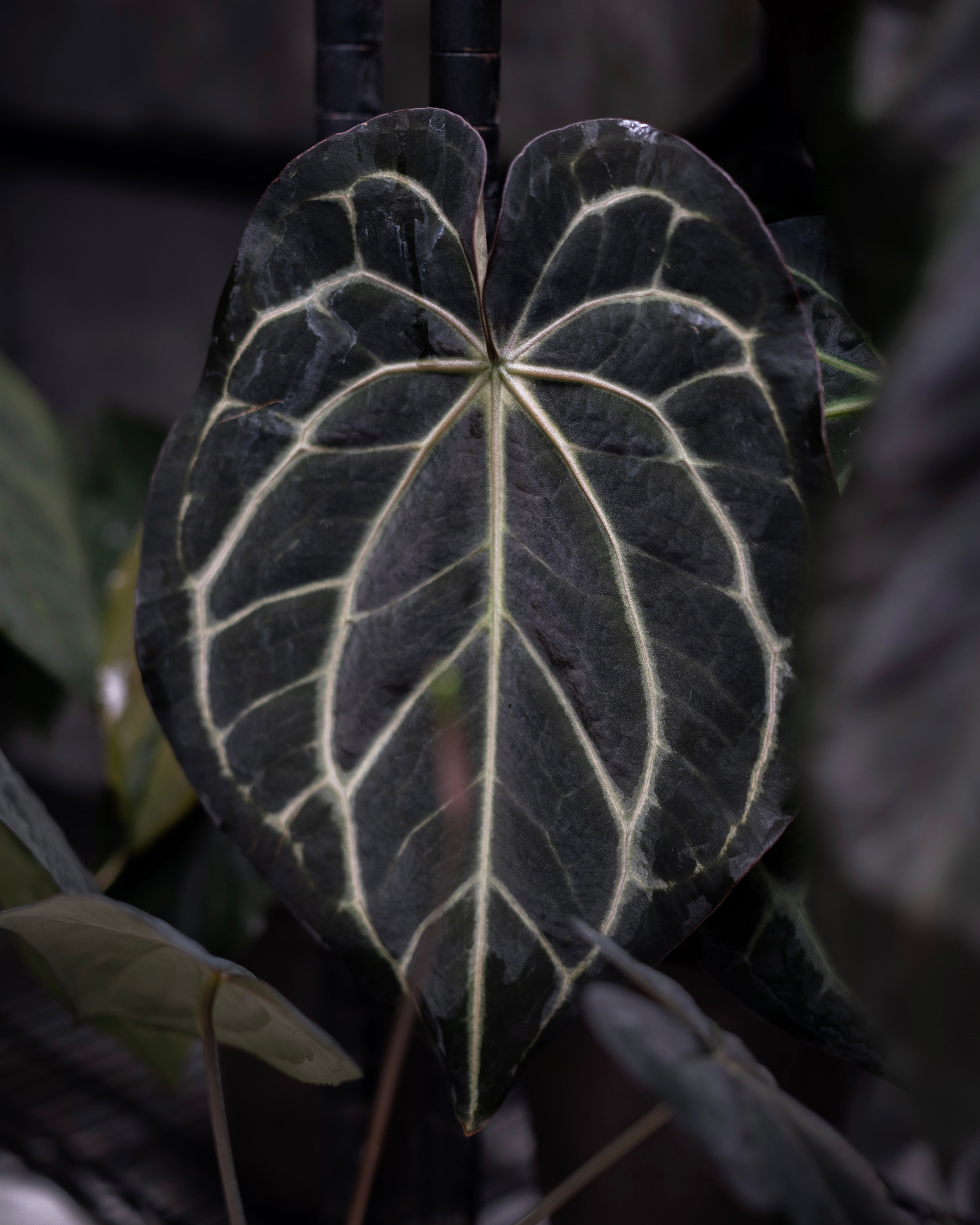 NSE Anthurium Carlablackiae X Tezula Anthurium Red Crystallinum
