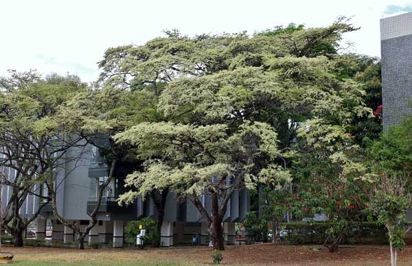 ブラジリアンローズウッド（ハカランダ） − 最高級のギター用木材