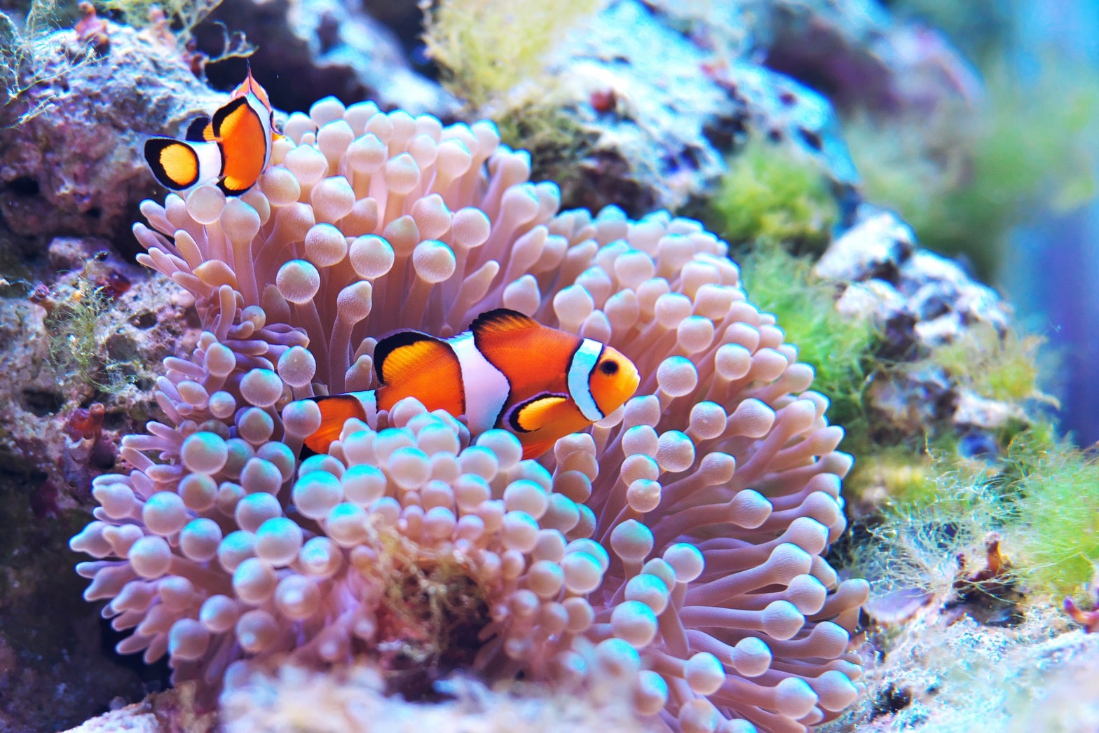 川平湾＞グラスボート船から見えるお魚5選❤【vo1】 - 石垣島の観光