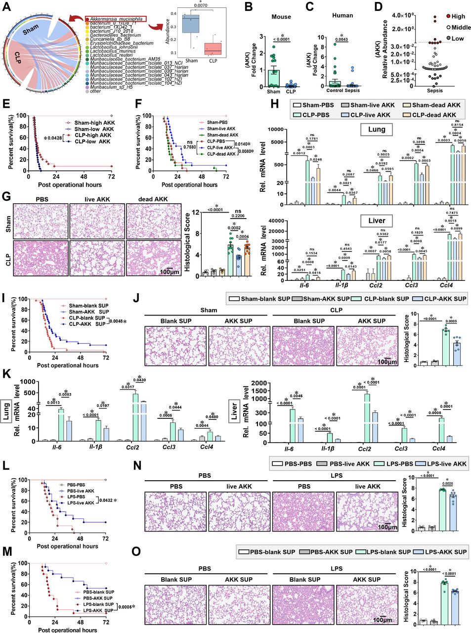 Novel tripeptide RKH derived from Akkermansia muciniphila protects