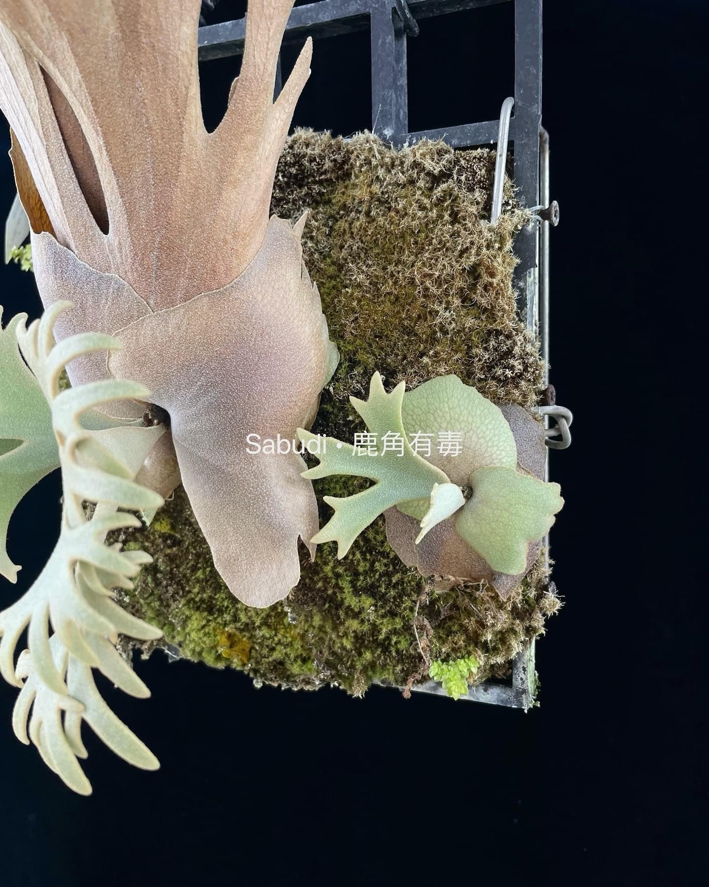 P.Willinckii Yellow Moon Spore - Rare Dwarf Platycerium – HCorchids