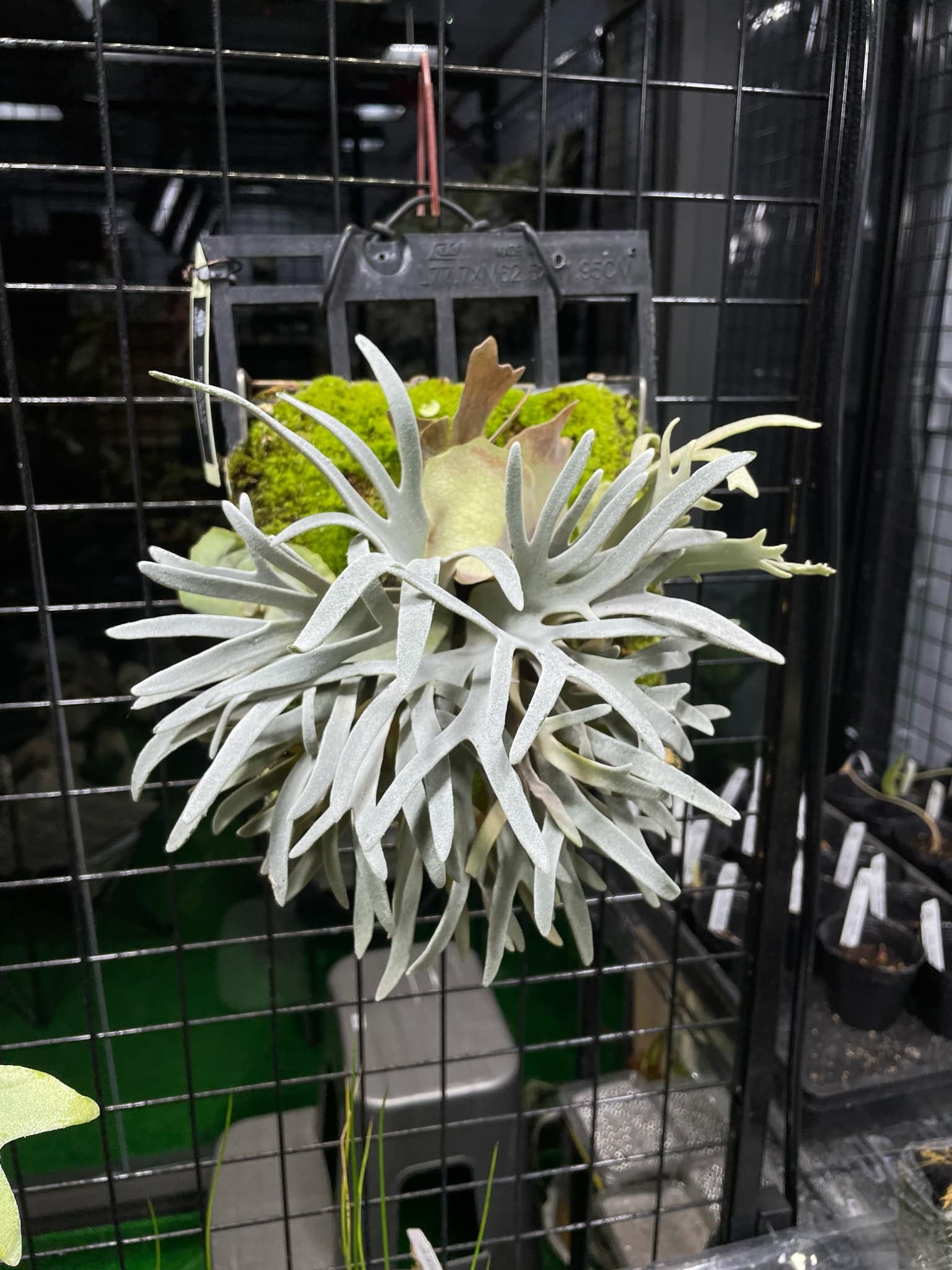 P. Willinckii Spore Dwarf Select - Rare Platycerium – HCorchids