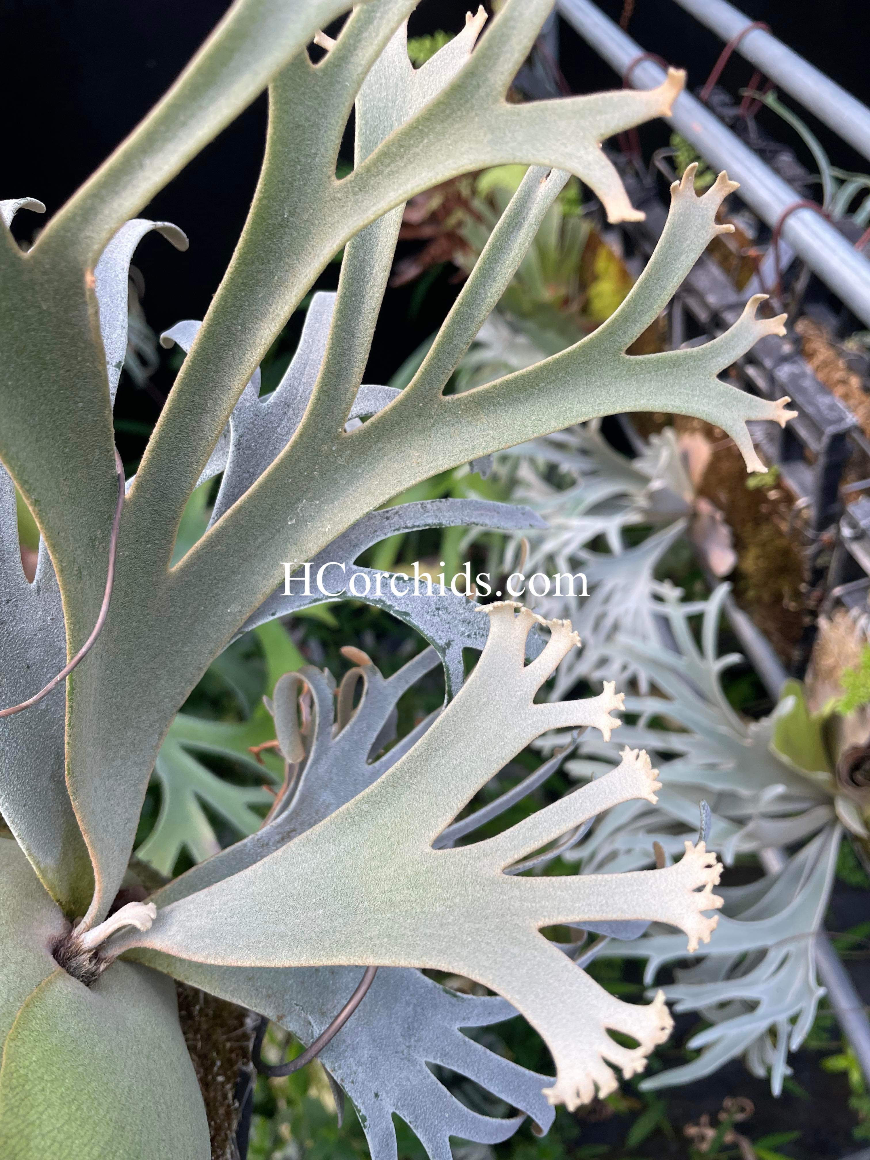 P. Willinckii “OMG” Plant - Buy Now | Rare & Indoor – HCorchids