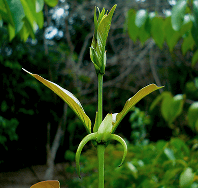 AURAGE UVメイクアップベースクリーム｜ヘルスケア俱楽部