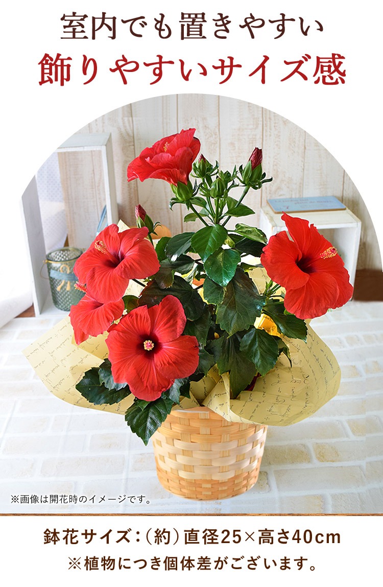 モリヒロ園芸さんの 季節の鉢花 ロングライフハイビスカス in