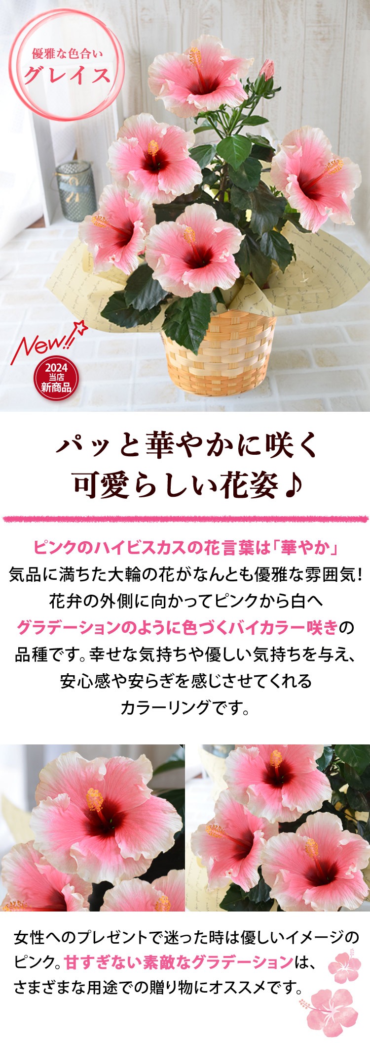 モリヒロ園芸さんの 季節の鉢花 ロングライフハイビスカス in