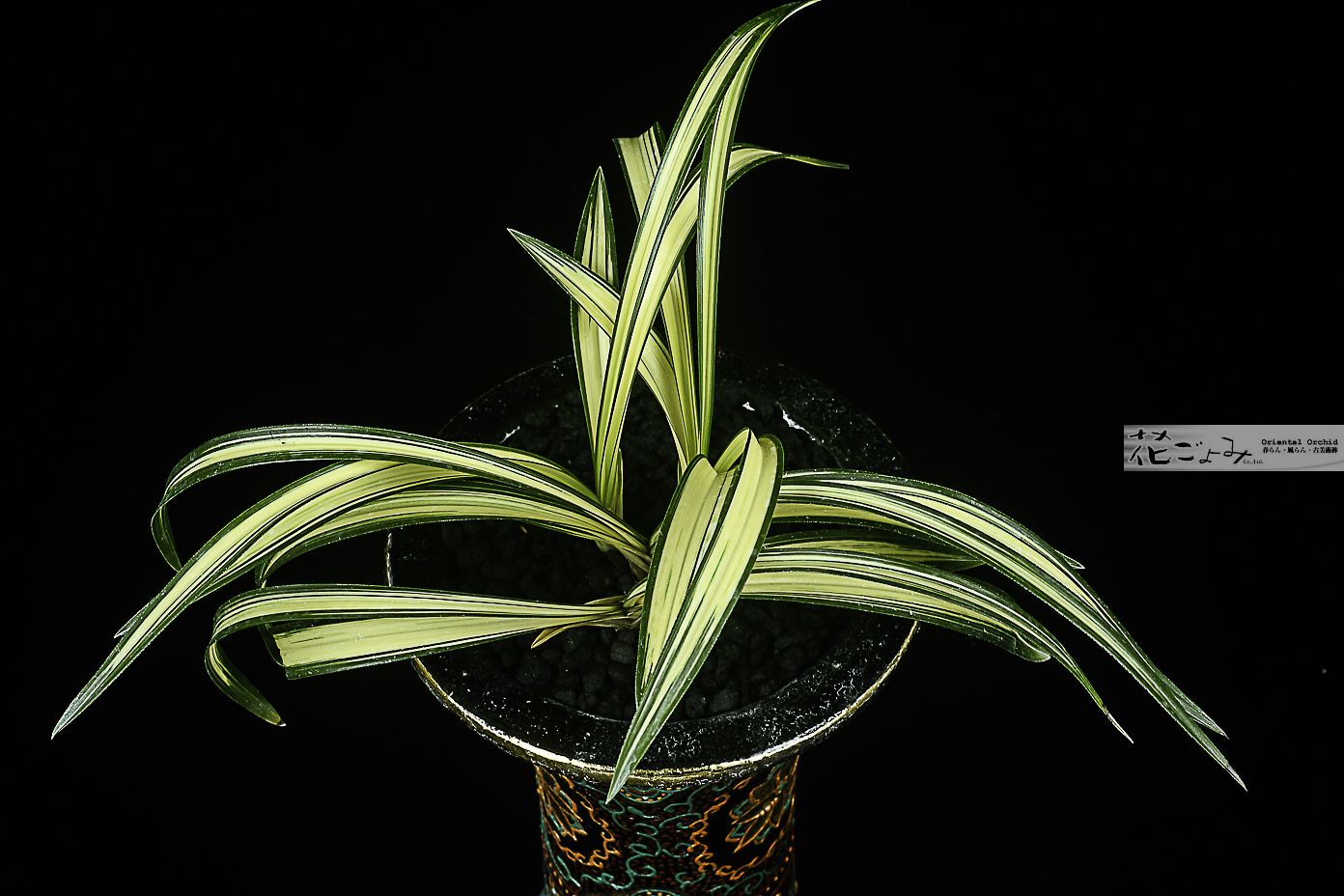 最上木・日本春蘭・中型中透【百華宝】 - 東洋蘭専門店 花ごよみ