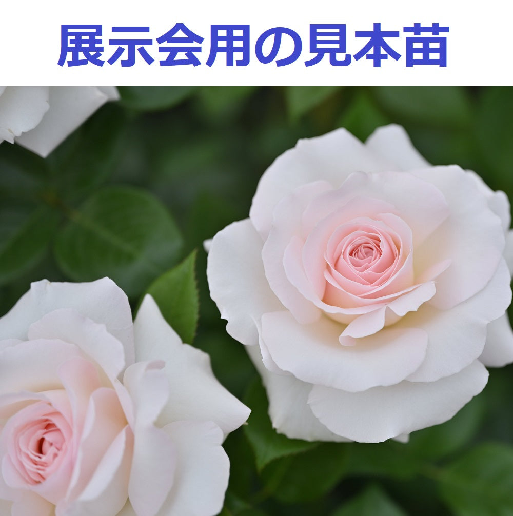 ホワイト – はなはなショップ