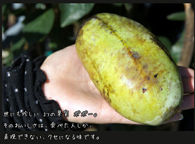 ポポー 実生 苗 通販 苗木部 By 花ひろばオンライン