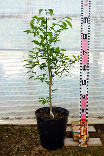 スイートスプリング 苗 通販 苗木部 By 花ひろばオンライン