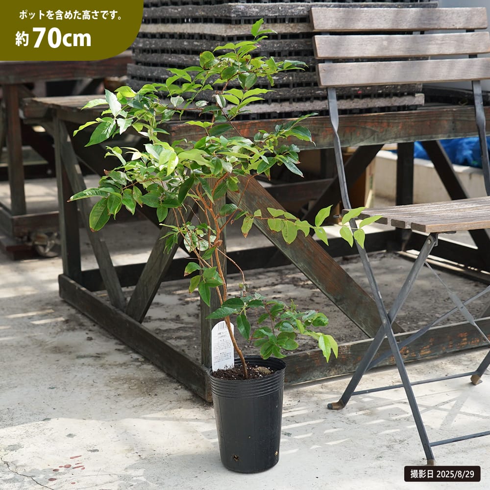 ジャボチカバ 大葉系 ジャボチカバ 苗 通販 苗木部 By 花ひろばオンライン