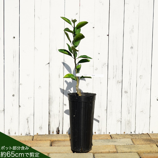 せとか タンゴール 苗 通販 苗木部 By 花ひろばオンライン