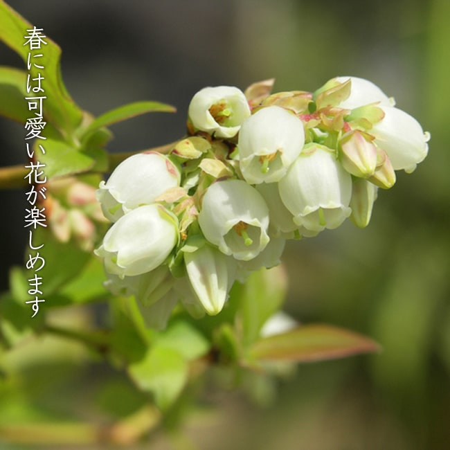 ブライトウェル ラビットアイ系 ブルーベリー 苗 販売 苗木部 By 花