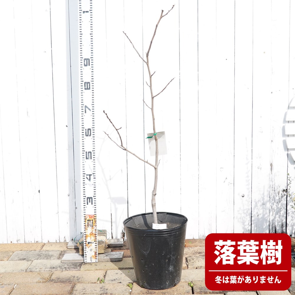 ポポー マンゴー 苗 おすすめ 苗木部 By 花ひろばオンライン