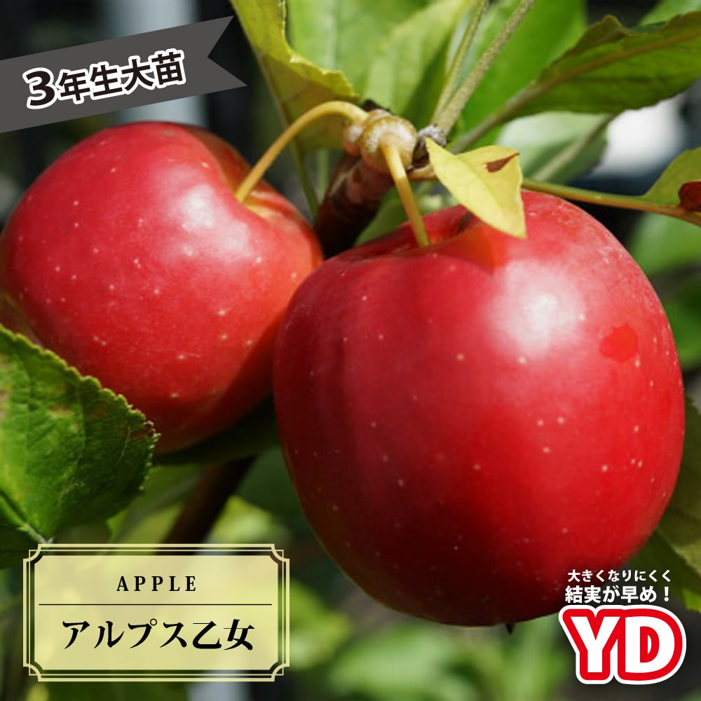 リンゴ アルプス乙女 苗 鉢植え 苗木部 By 花ひろばオンライン