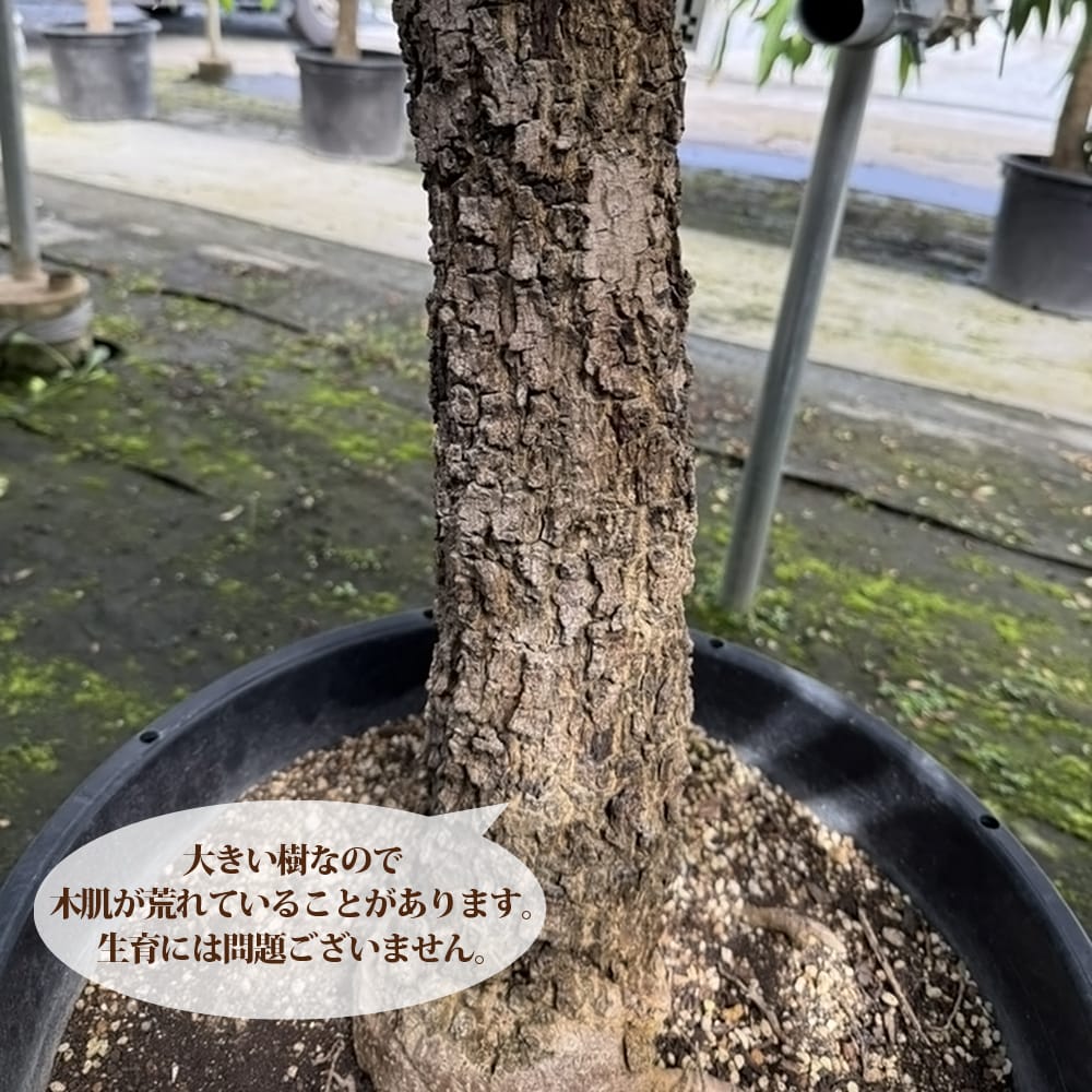 マンゴー チョカナン 苗 販売 苗木部 By 花ひろばオンライン