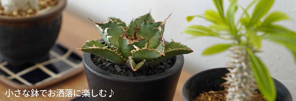 アガベ おまかせ5苗セット 2号ポット苗