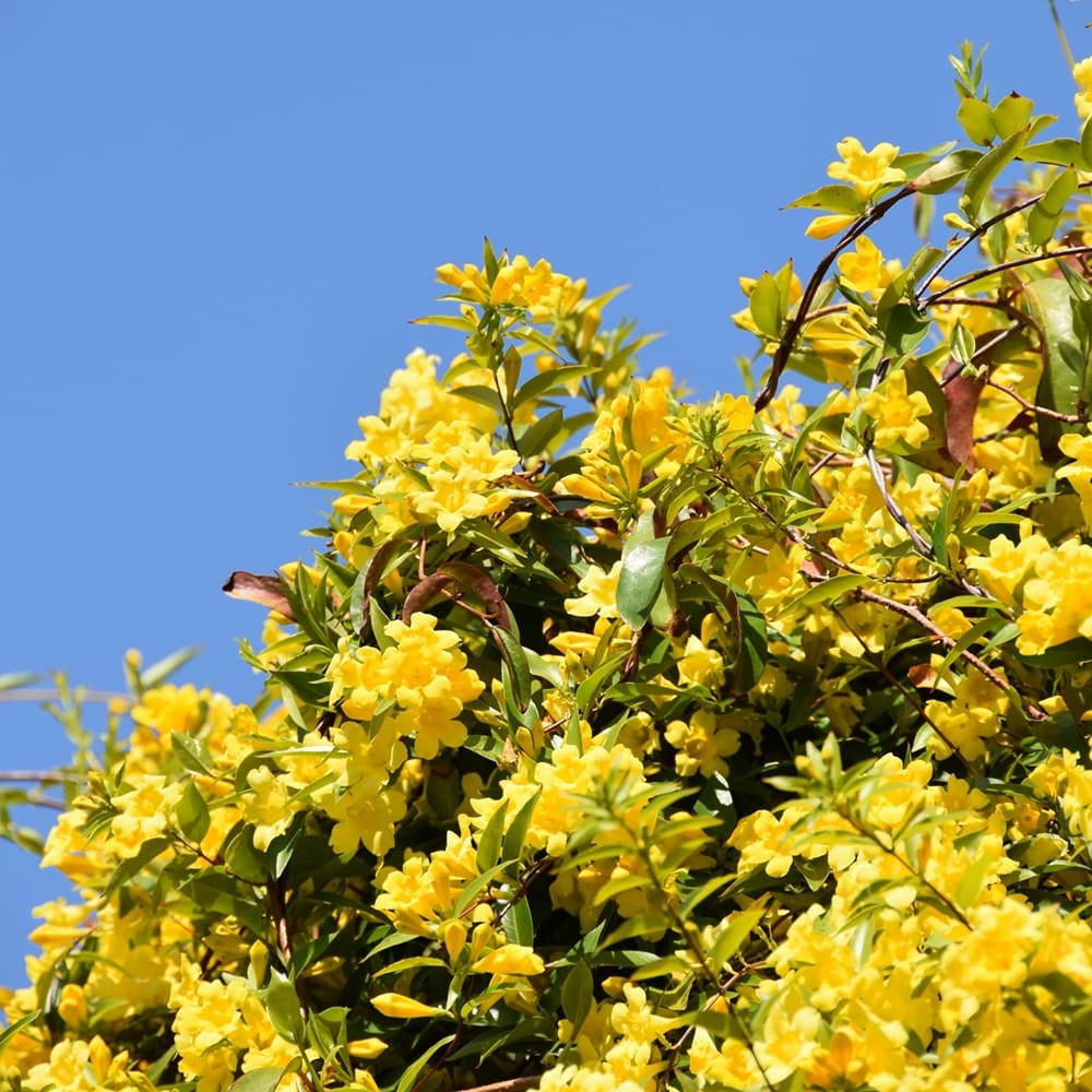 カロライナジャスミン 苗 販売 苗木部 By 花ひろばオンライン