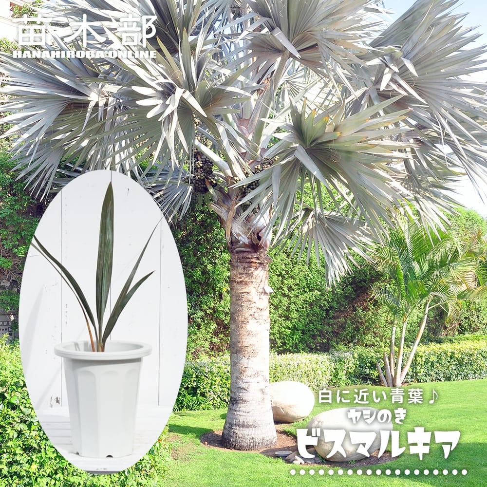 ヤシ カナリーヤシ 苗 通販 苗木部 By 花ひろばオンライン